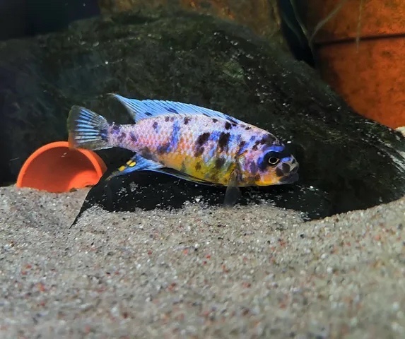 Maylandia fainzilberi 'Nkanda'